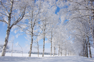 十勝観光連盟 冬の白樺並木
