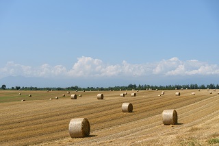 麦稈ロールと夏の空