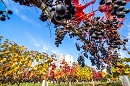 ワイン畑の秋
