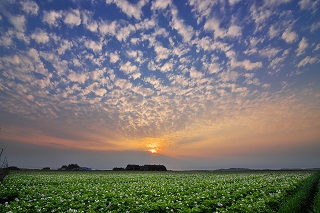 ジャガイモ畑のうろこ雲