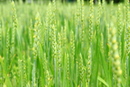 初夏の小麦畑